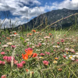 August Wildflower Wednesday Hike Profile Photo