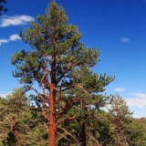 Pinecones: Trees Profile Photo