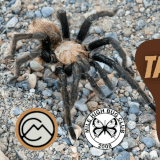 Tarantula Hunt with Mile High Bug Club Profile Photo