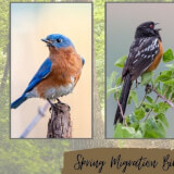 Spring Migration Bird Walks Profile Photo