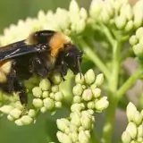 Bumble bee on a flower