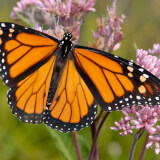 Monarch butterfly perched on a milkweed flower.