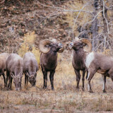 A group of bighorn sheep graze at Waterton Canyon